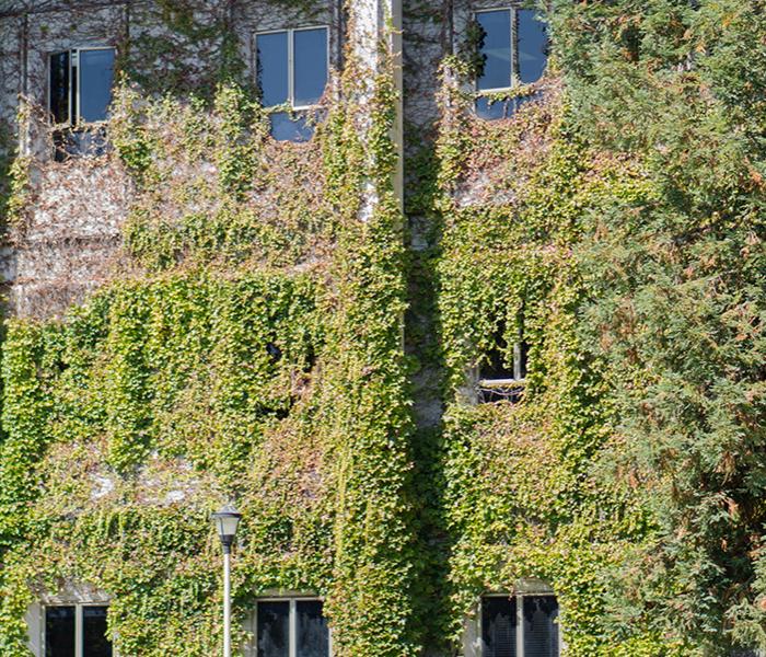 Stevenson Hall exterior covered in ivy