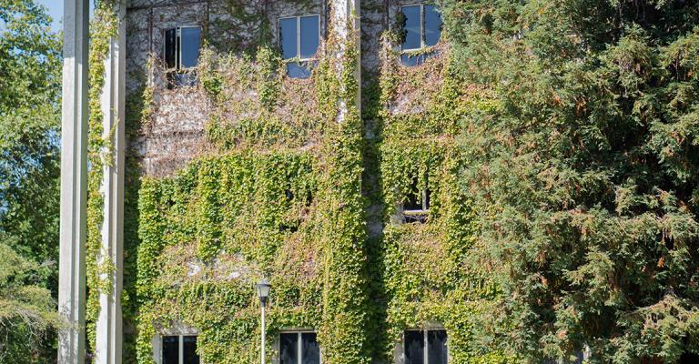 Stevenson Hall exterior covered in ivy